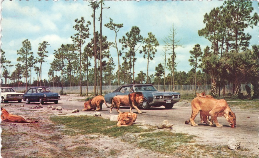 lion country safari california attack