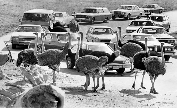 history of lion safari park