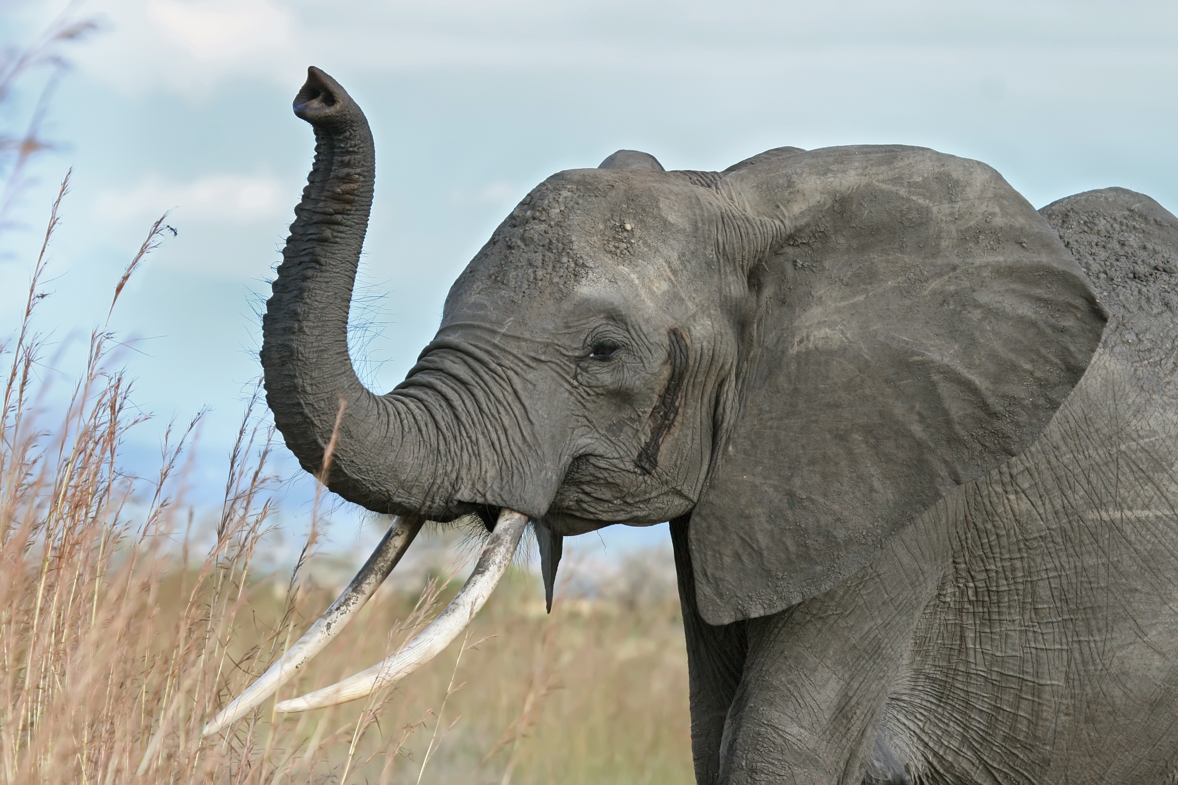 African_elephant_warning_raised_trunk