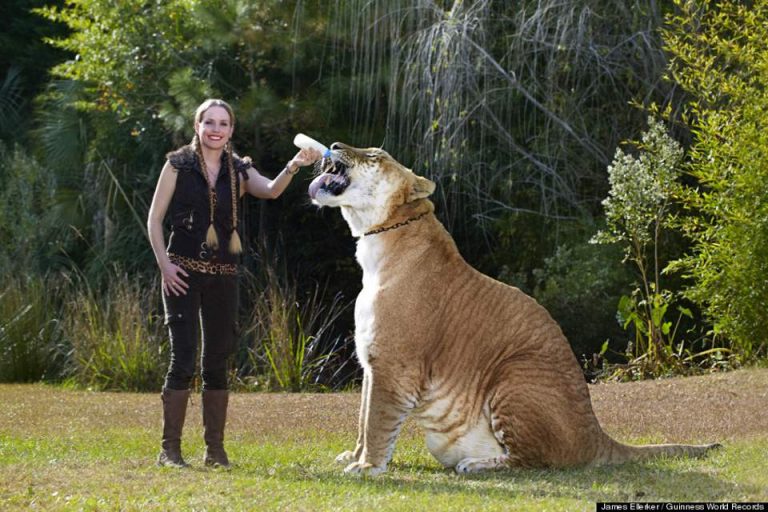 20 of Planet Earth's Most Massive Animals (Photos + Video)