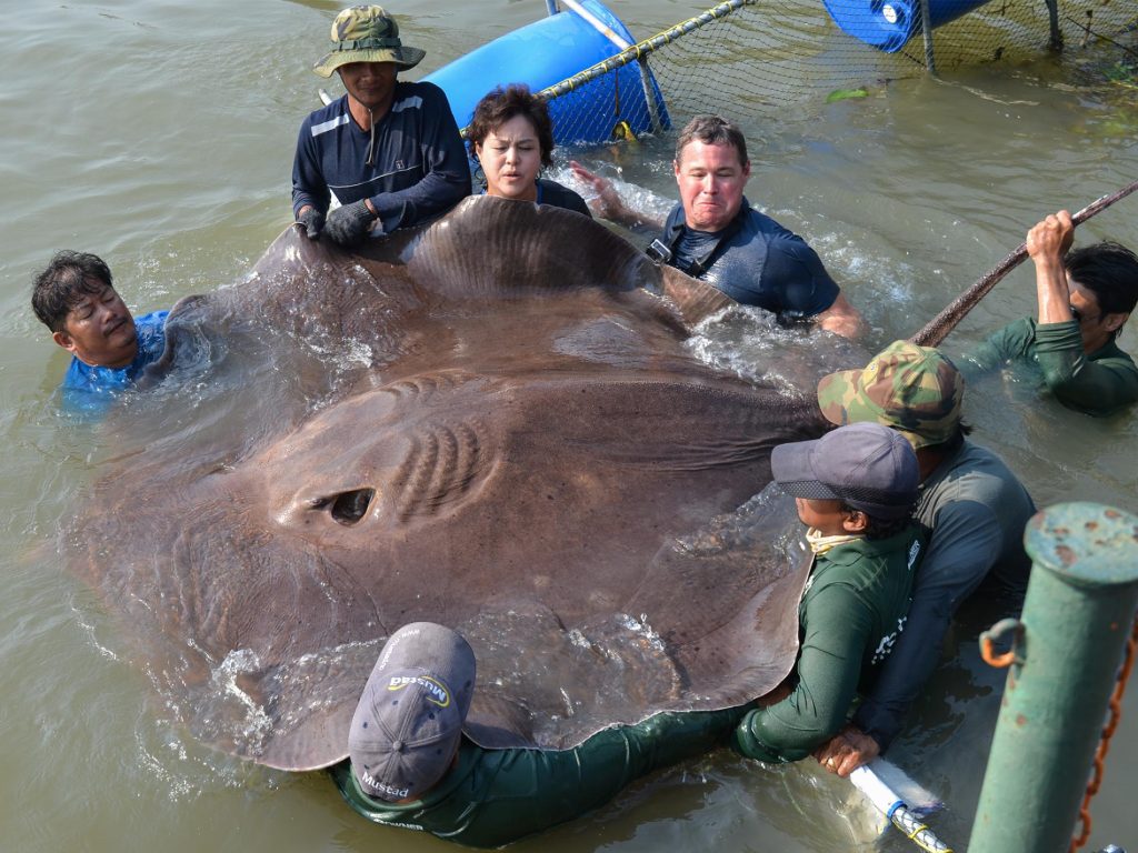 20 of Planet Earth's Most Massive Animals (Photos + Video)