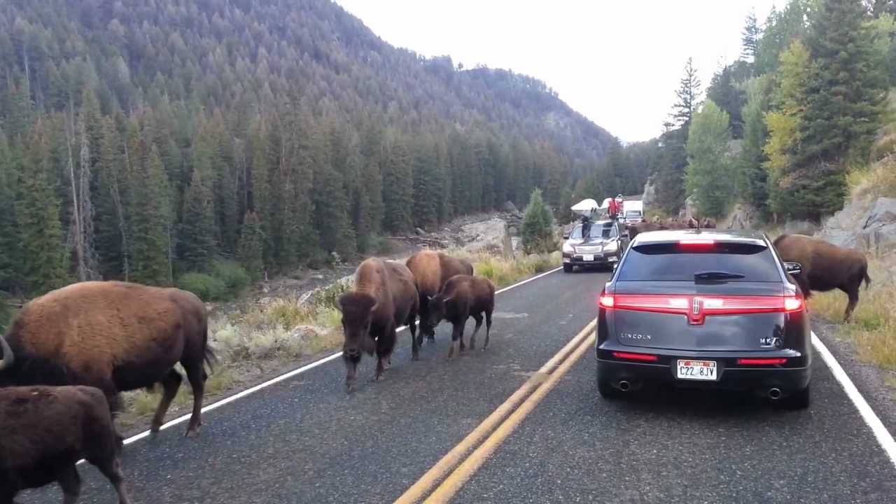 Bison owning the roadways Photo: youtube