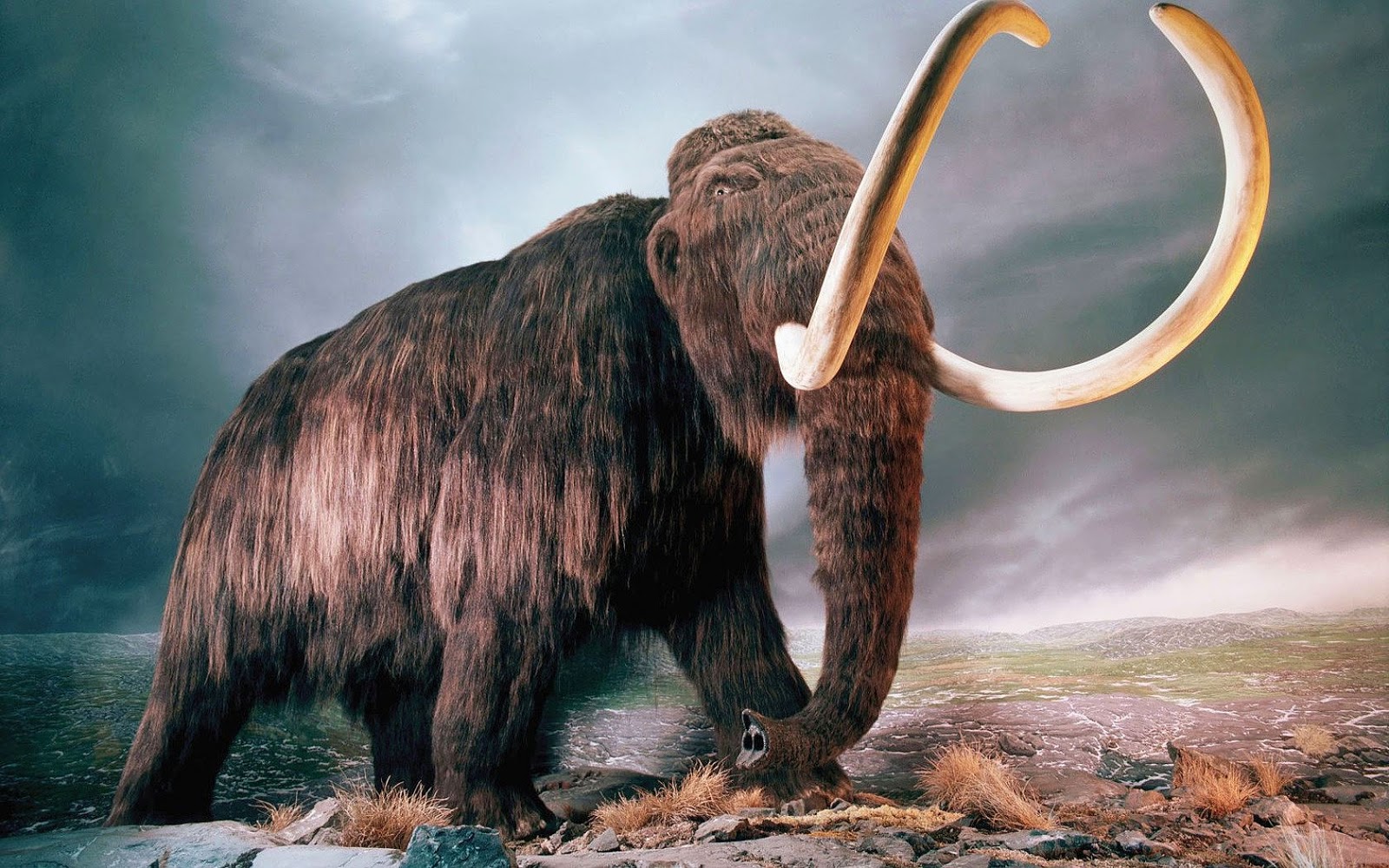example of a woolly mammoth Photo: prehistoricflorida