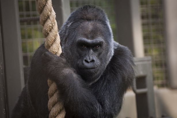 The Life And Death Of Colo The Gorilla