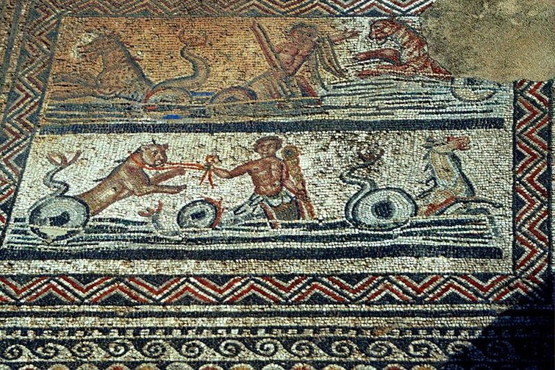 Ancient Moroccan Animals: Fascinating Fossil Finds