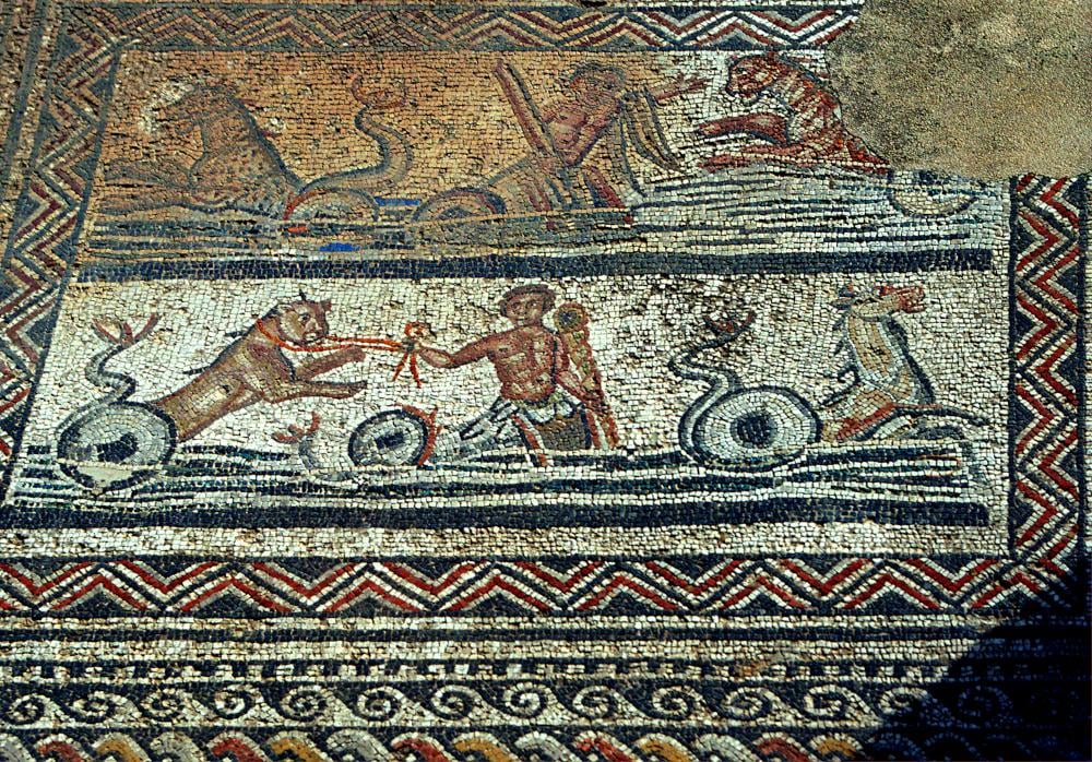 Ancient Moroccan Animals: Fascinating Fossil Finds