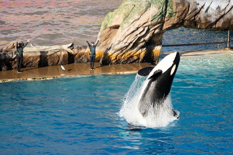 Ken Allen: The Great Escaping Orangutan