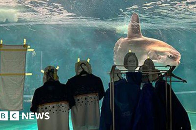 The Lonely Sunfish: What A Mola Taught Us About Zoos