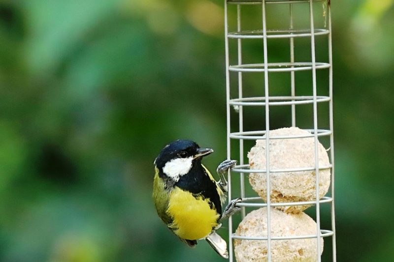 Marie Curie’s Affair Scandal and Her Second Nobel