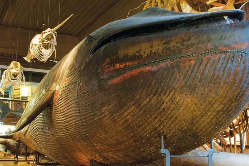 What If Sweden’s Blue Whale Had Stayed Open?